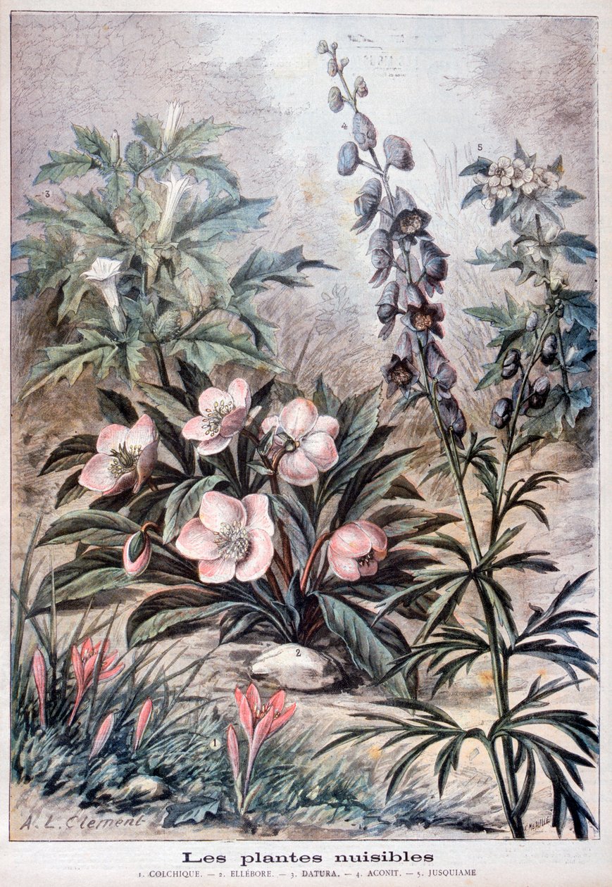 النباتات الضارة ، 1897 بواسطة Fortuné Méaulle