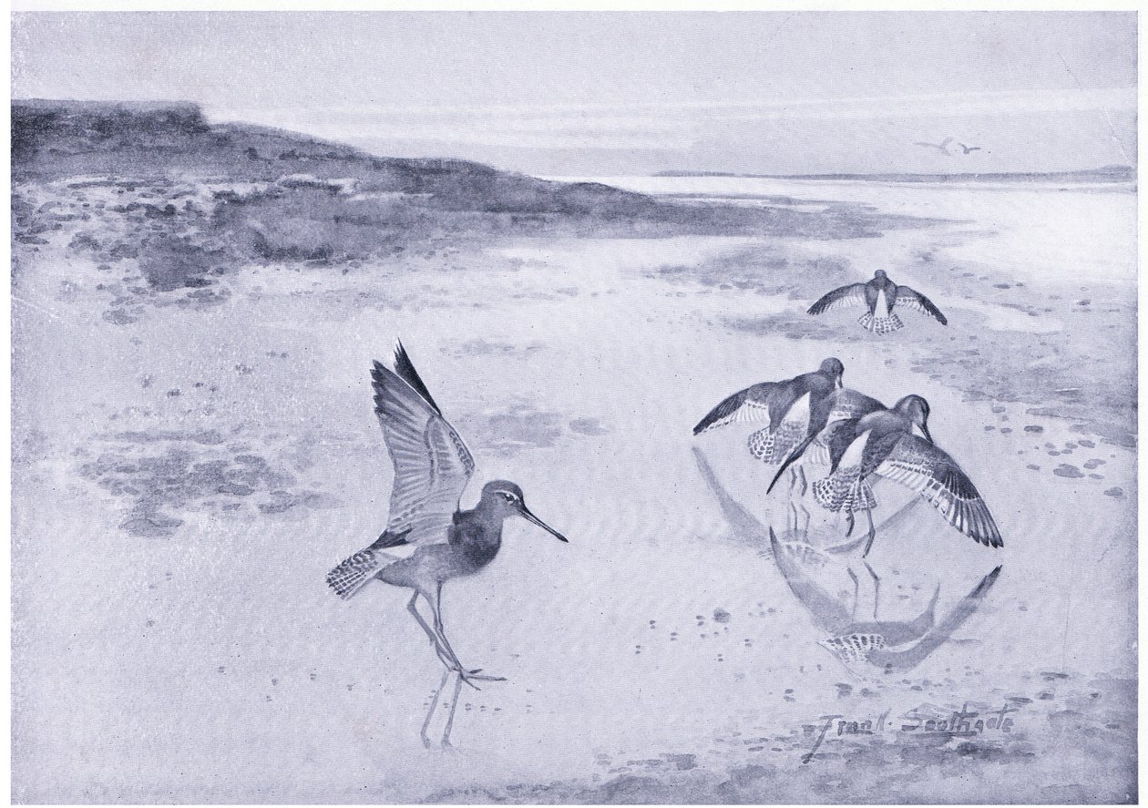 الحذر Redshank بواسطة فرانك ساوثجيت