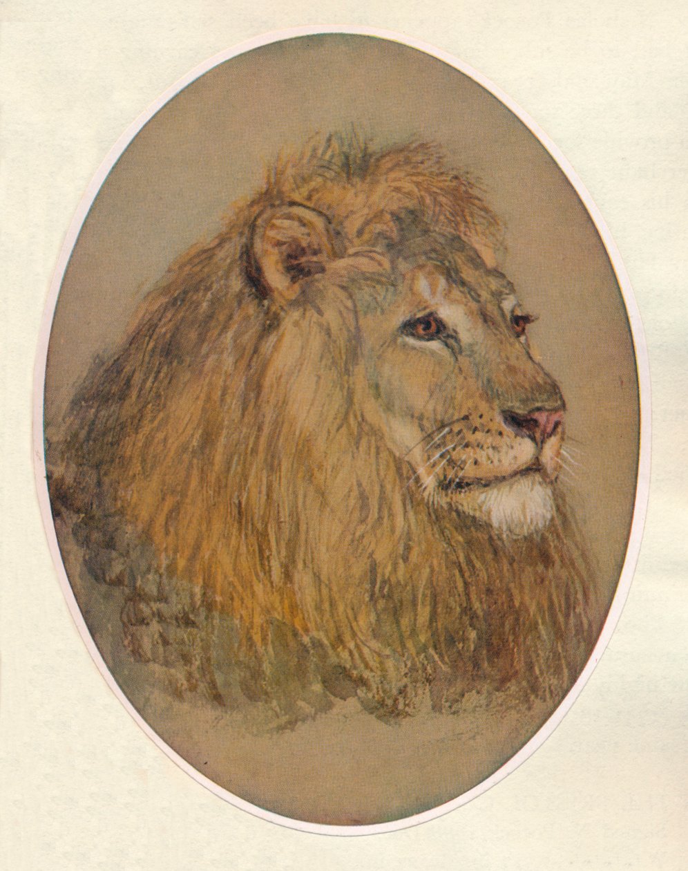 رأس الأسود ، c1896 بواسطة فرانك باتون