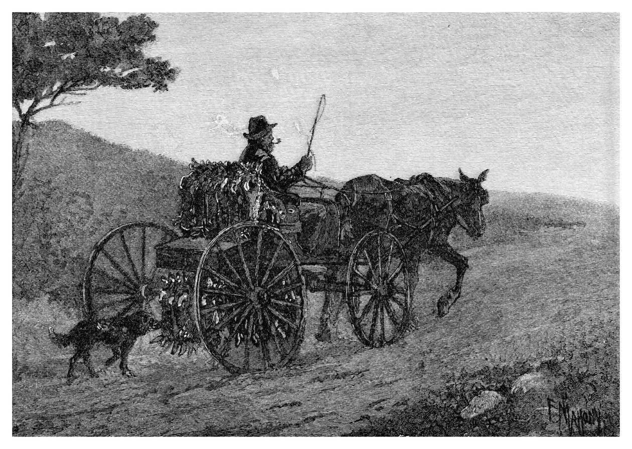 أرنب كولاك أرنب ، 1886. بواسطة فريدريك شيل