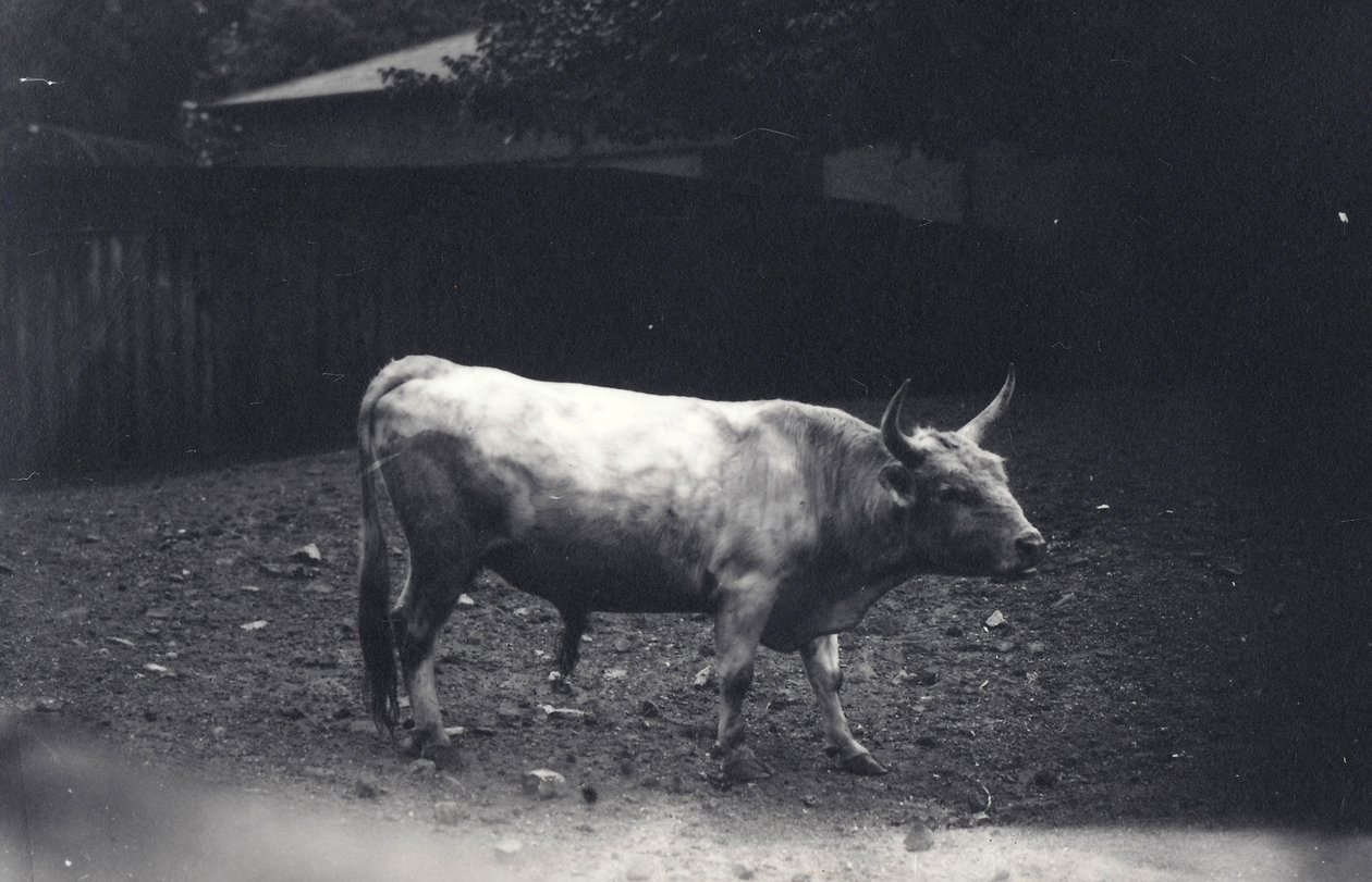 Chillingham bull في حديقة حيوان لندن ، يونيو 1917 بواسطة فريدريك وليام بوند