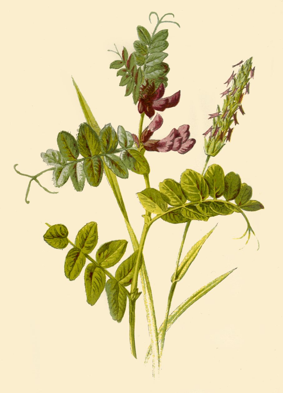 بوش- Vetch & Sweet-Scented Vernal Grass ، 1877. بواسطة فريدريك إدوارد هولم