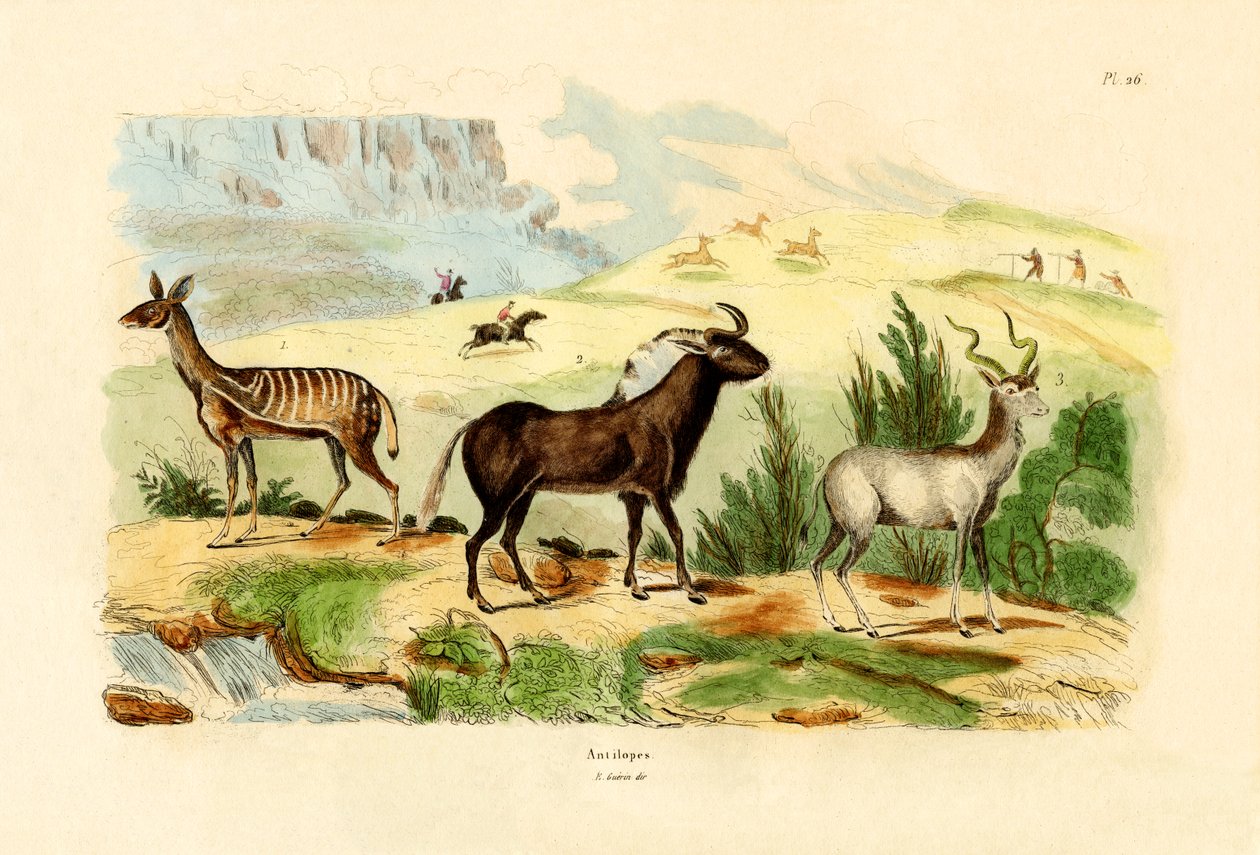الظباء ، 1833-1839 بواسطة المدرسة الفرنسية