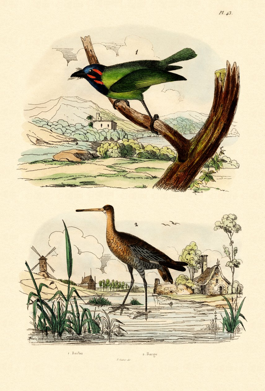 باربيت ، 1833-1839 بواسطة المدرسة الفرنسية