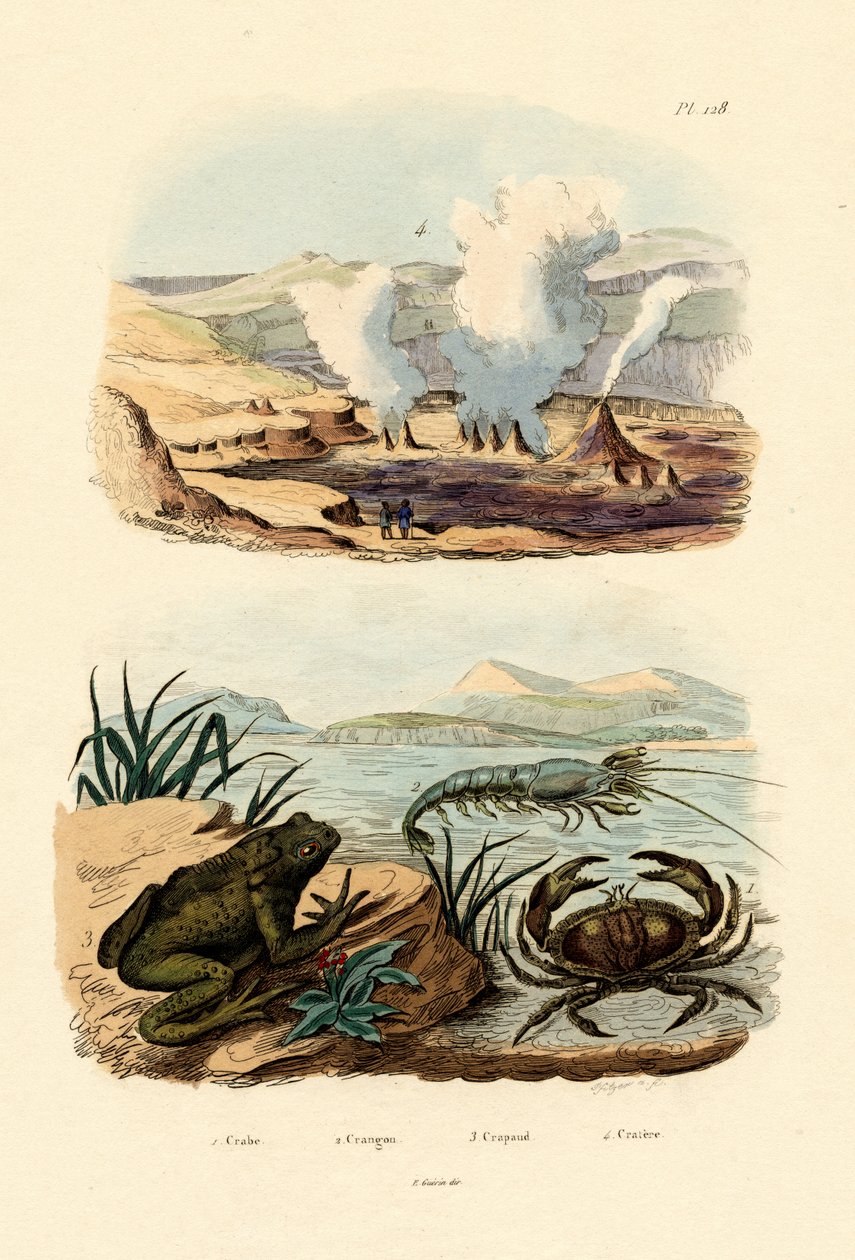سرطان البحر ، 1833-1839 بواسطة المدرسة الفرنسية