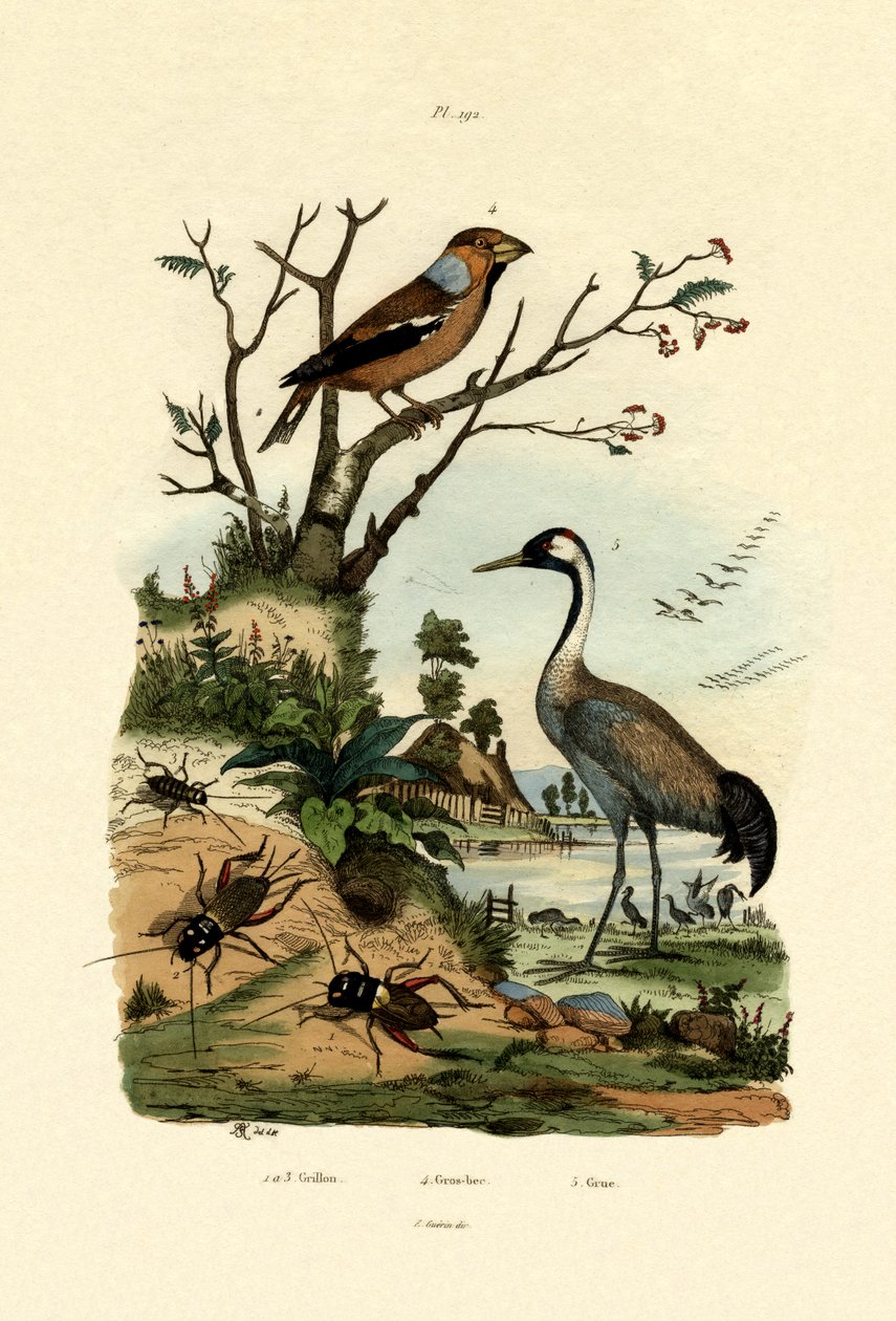 الصراصير ، 1833-1839 بواسطة المدرسة الفرنسية