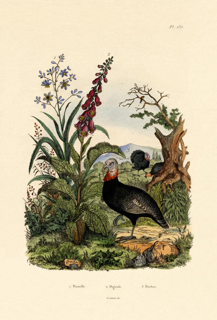 الكتان ، 1833-1839 بواسطة المدرسة الفرنسية