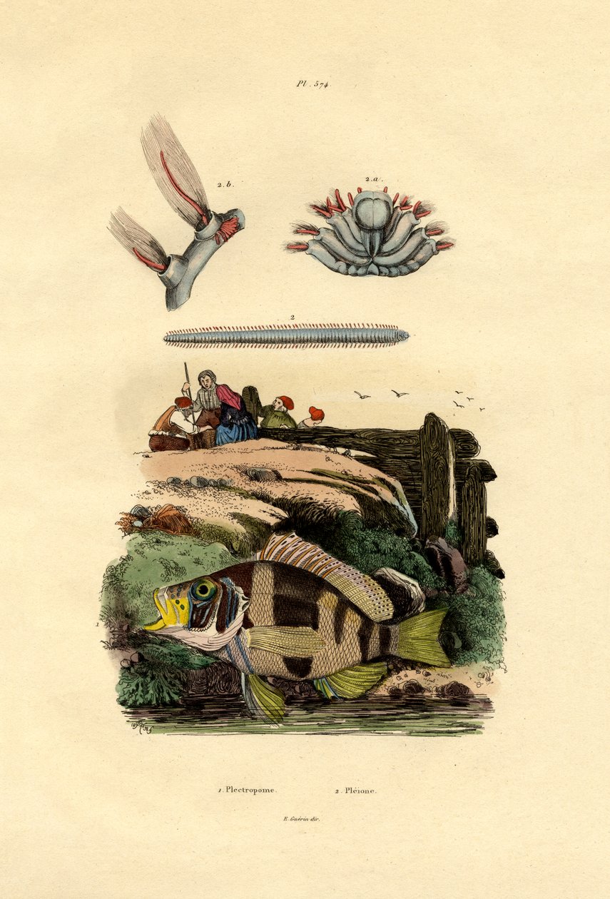 جروبر ، 1833-1839 بواسطة المدرسة الفرنسية