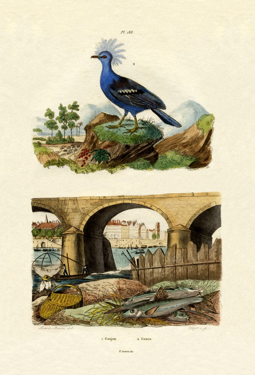 جادجيون ، 1833-1839 بواسطة المدرسة الفرنسية