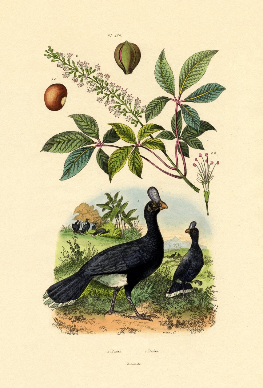 Curassow خوذة ، 1833-1839 بواسطة المدرسة الفرنسية