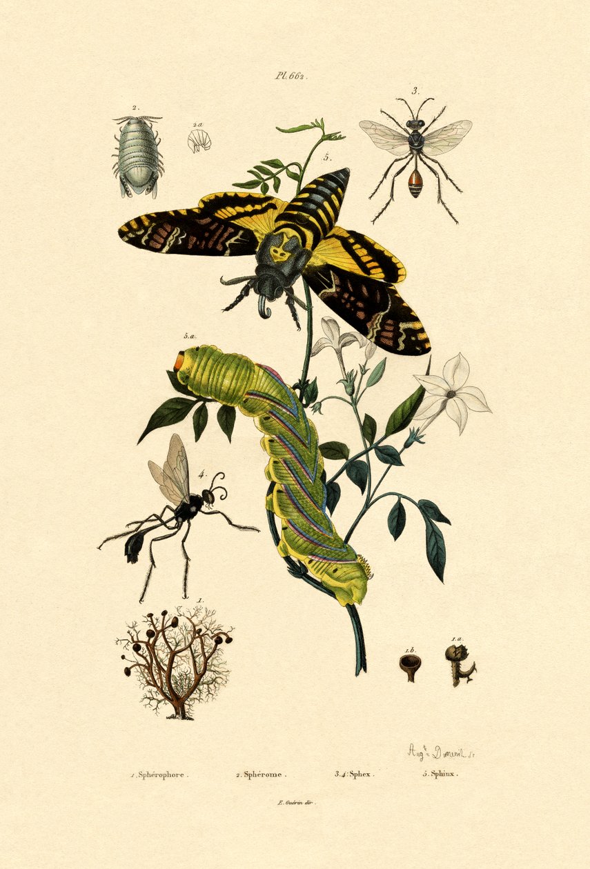 Hoverfly ، 1833-1839 بواسطة المدرسة الفرنسية
