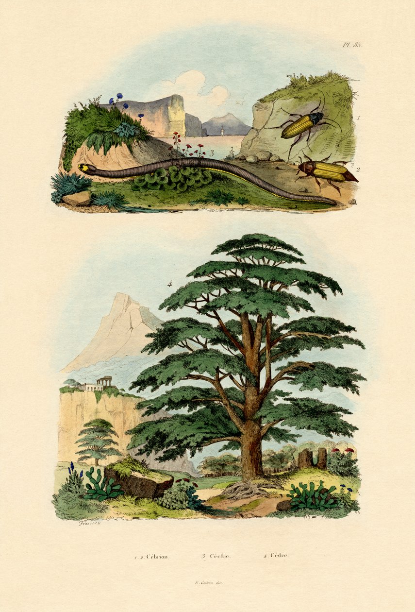 أرز لبنان ، 1833-1839 بواسطة المدرسة الفرنسية