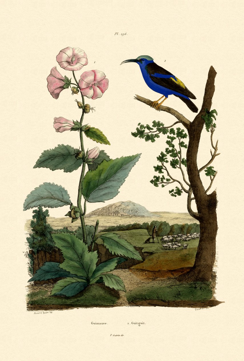 مارش مالو ، 1833-1839 بواسطة المدرسة الفرنسية