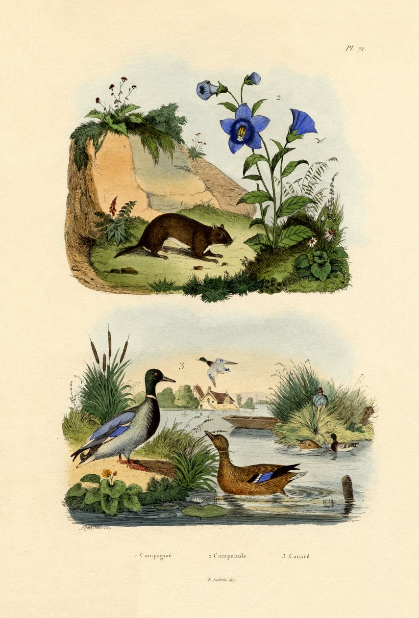 مرج فول ، 1833-1839 بواسطة المدرسة الفرنسية