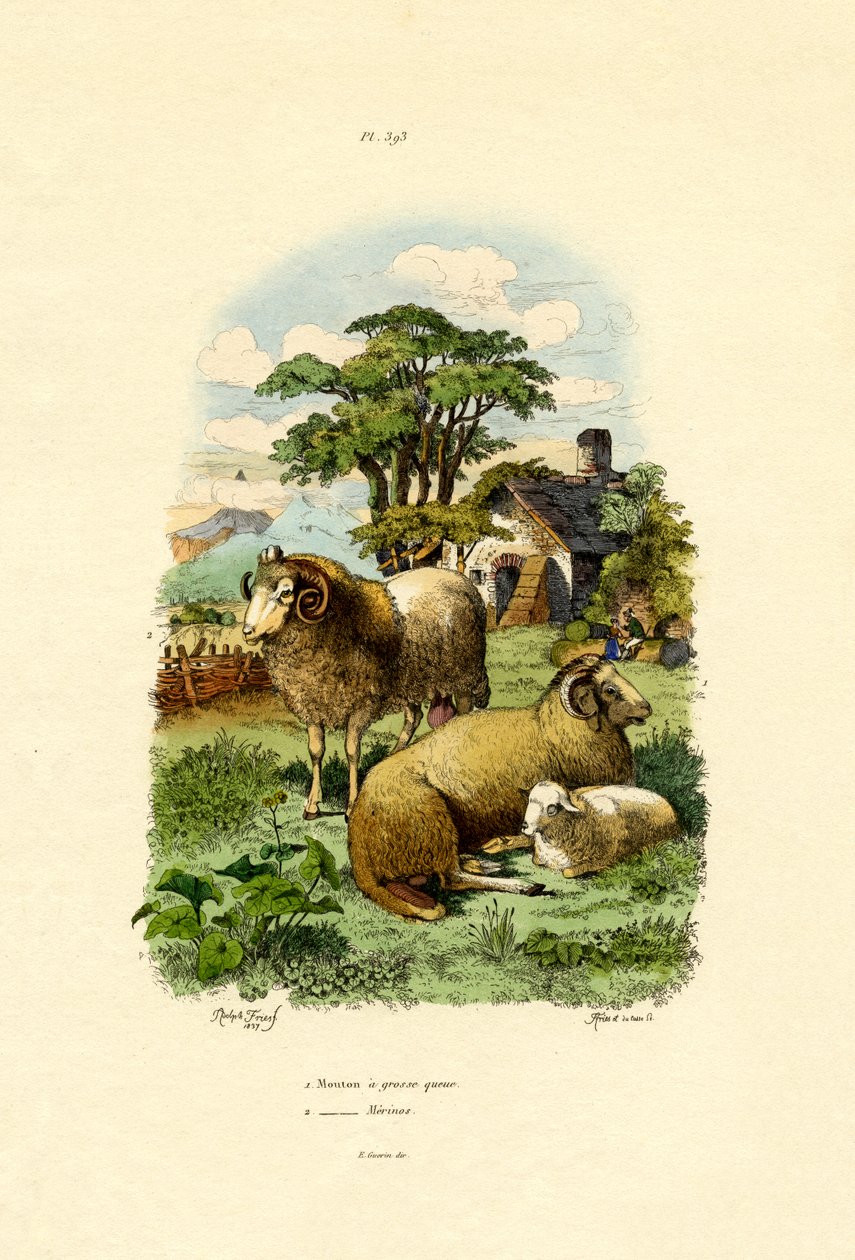 Merinosheep ، 1833-1839 بواسطة المدرسة الفرنسية