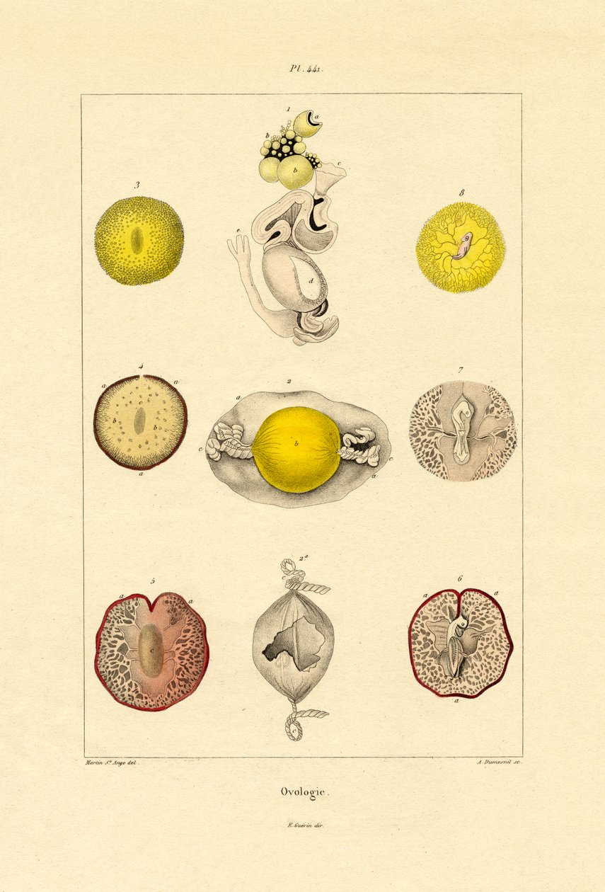 بيولوجيا ، 1833-1839 بواسطة المدرسة الفرنسية