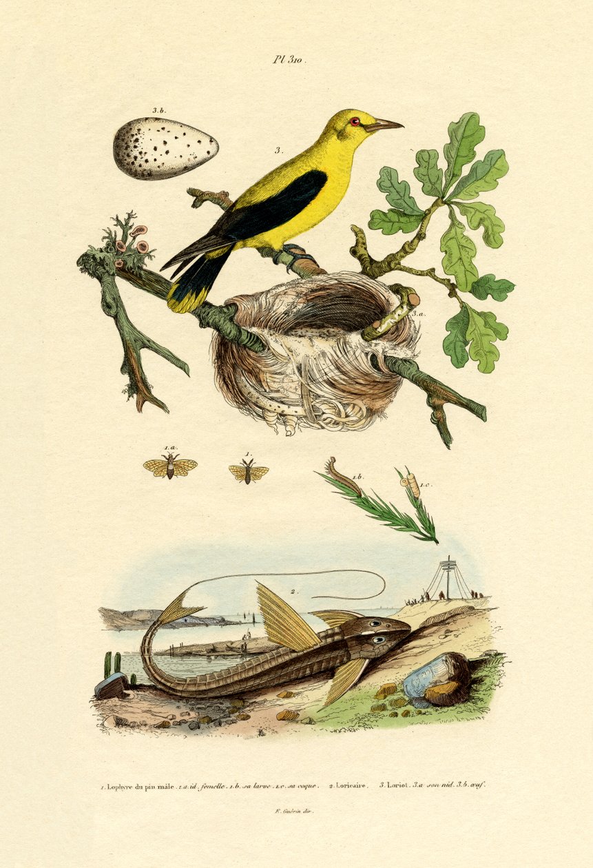 الصنوبر Sawfly ، 1833-1839 بواسطة المدرسة الفرنسية