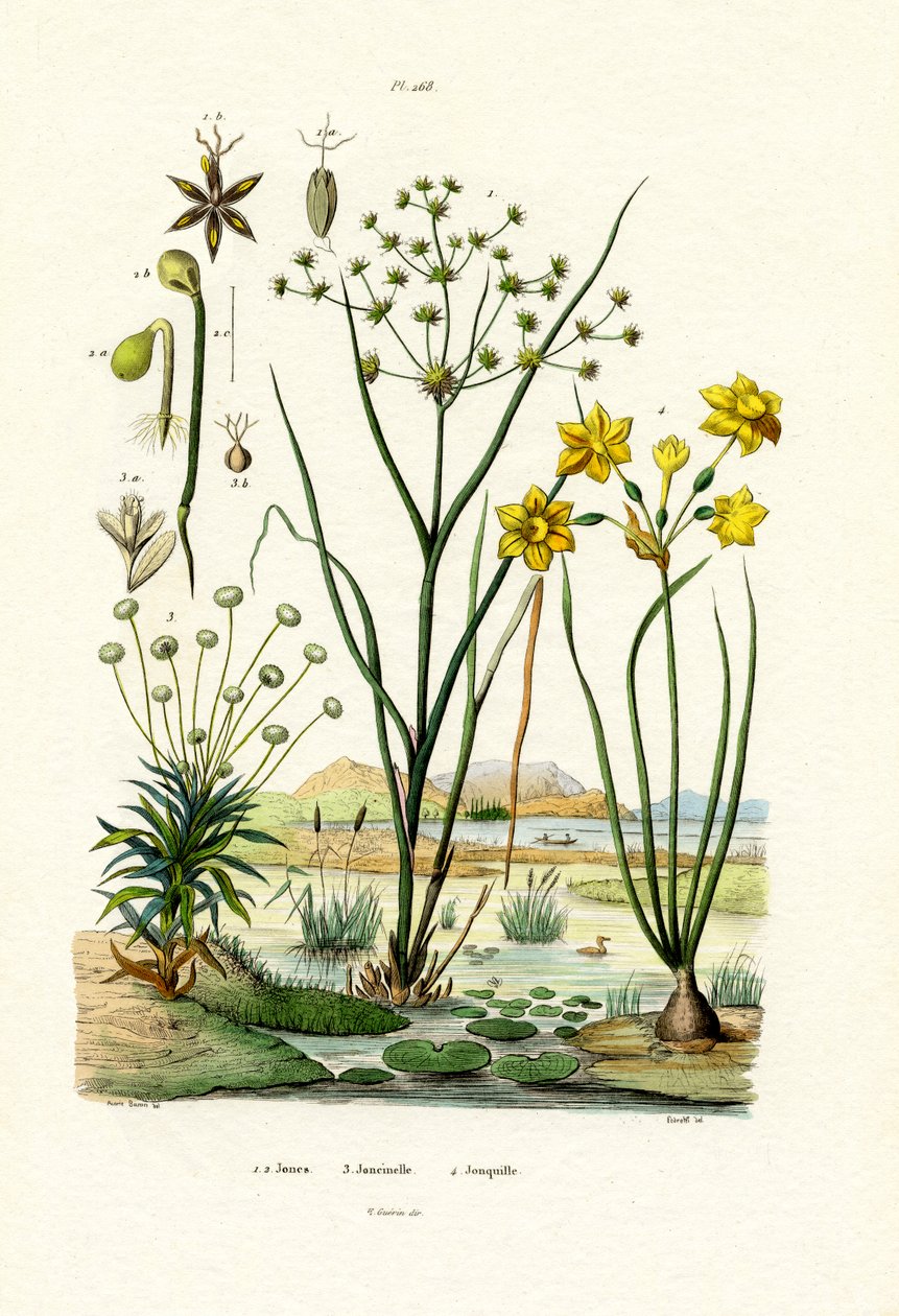 Pipewort ، 1833-1839 بواسطة المدرسة الفرنسية