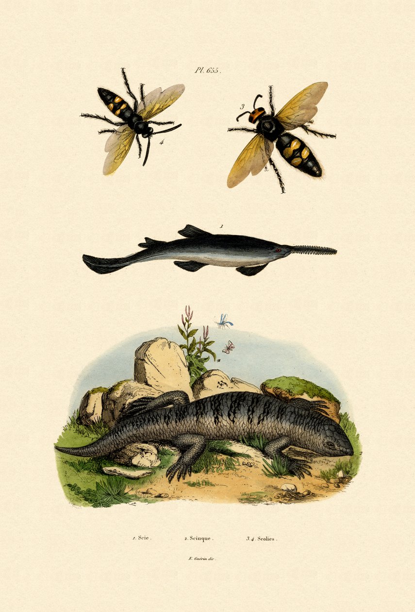 Sawfish ، 1833-1839 بواسطة المدرسة الفرنسية