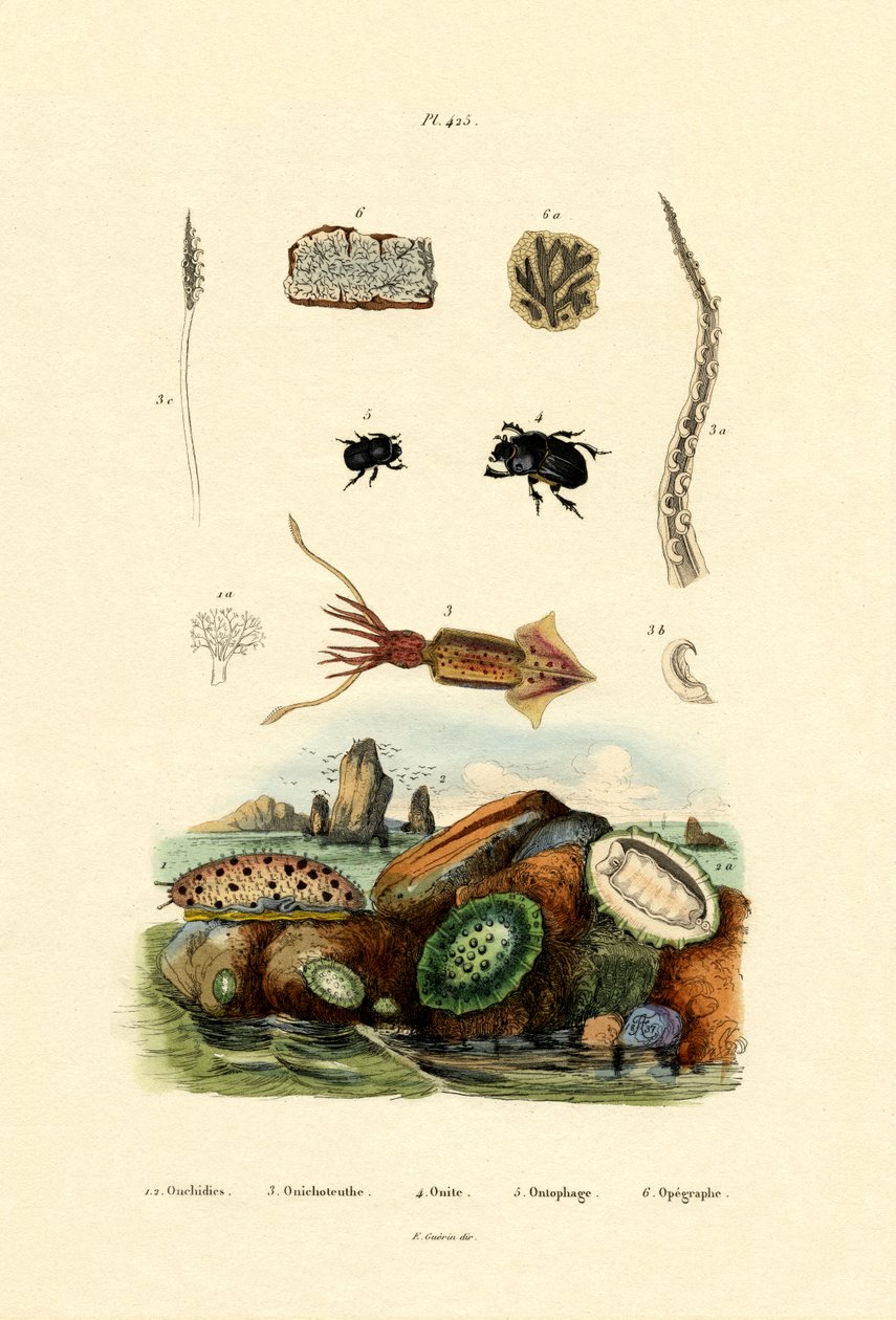 سبيكة البحر ، 1833-1839 بواسطة المدرسة الفرنسية