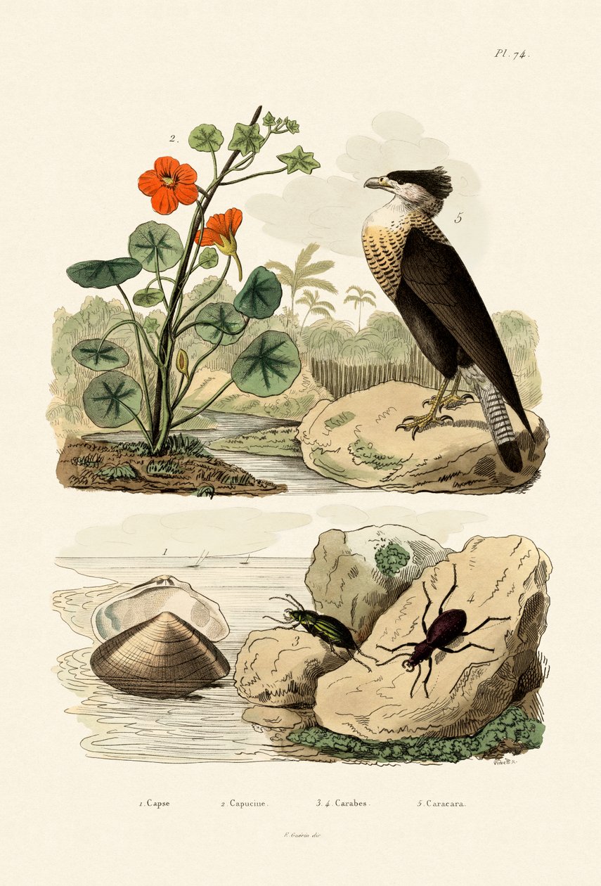شل ، 1833-1839 بواسطة المدرسة الفرنسية