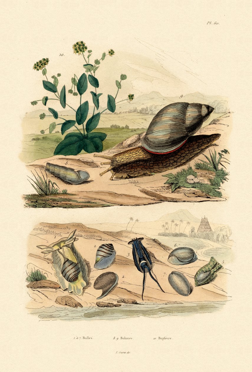 قذائف ، 1833-1839 بواسطة المدرسة الفرنسية