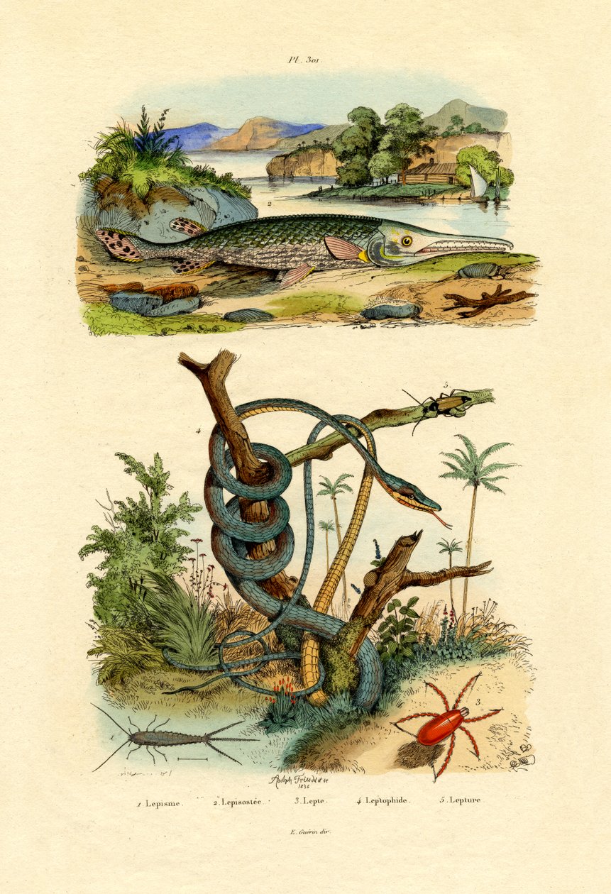 الفضي ، 1833-1839 بواسطة المدرسة الفرنسية