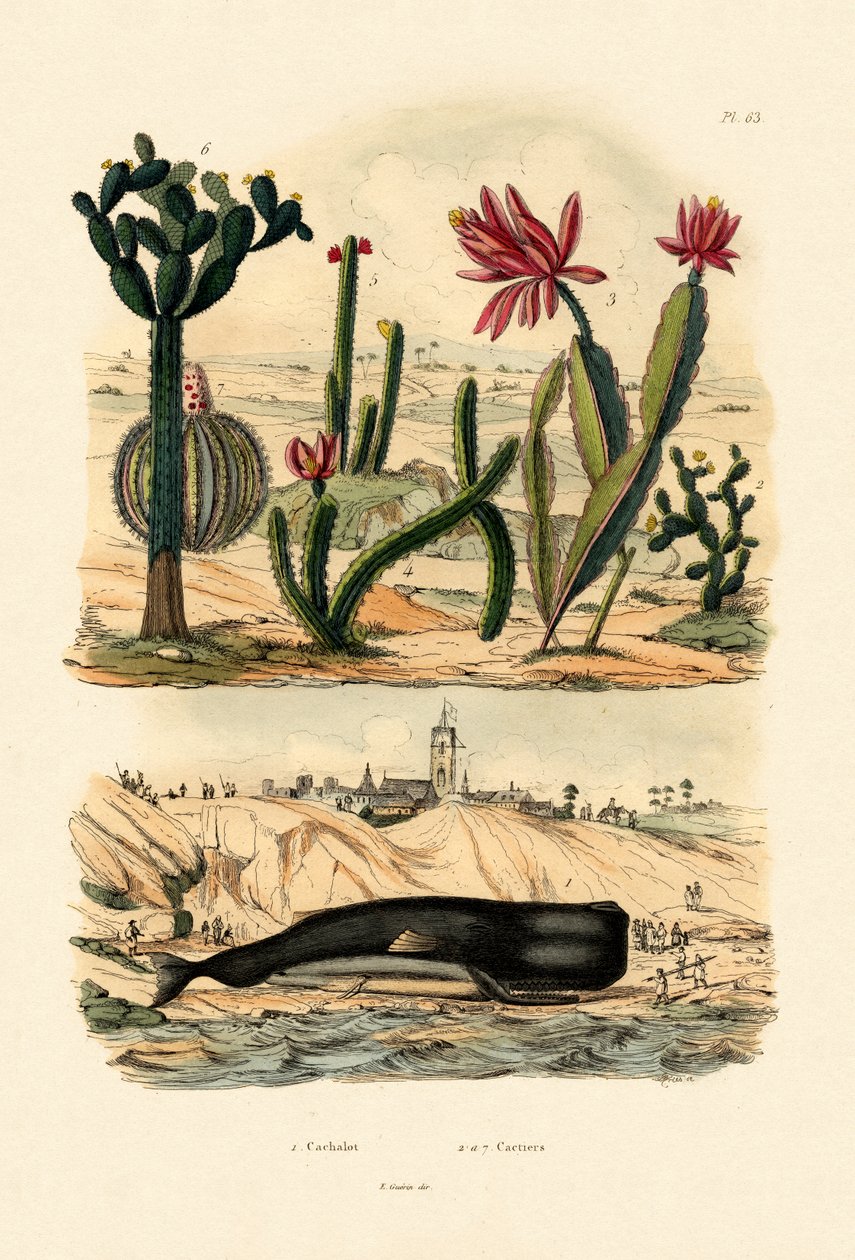 حوت العنبر ، 1833-1839 بواسطة المدرسة الفرنسية