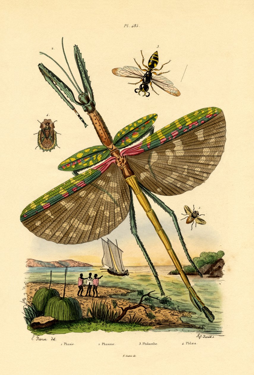 ذبابة Tachinid ، 1833-1839 بواسطة المدرسة الفرنسية