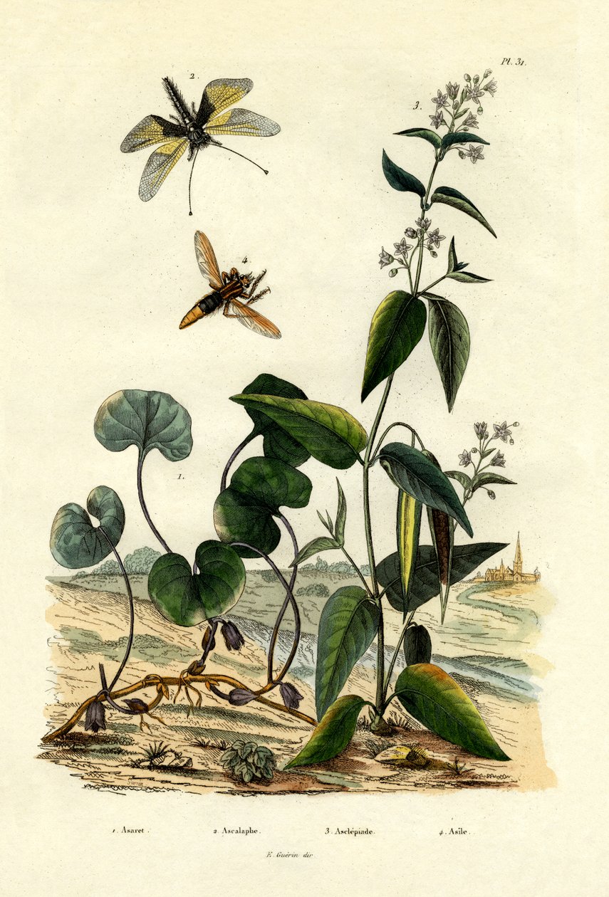 الزنجبيل البري ، 1833-1839 بواسطة المدرسة الفرنسية