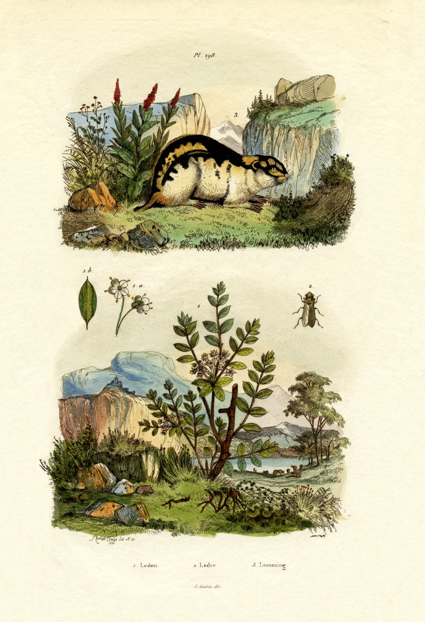 إكليل الجبل البري ، 1833-1839 بواسطة المدرسة الفرنسية