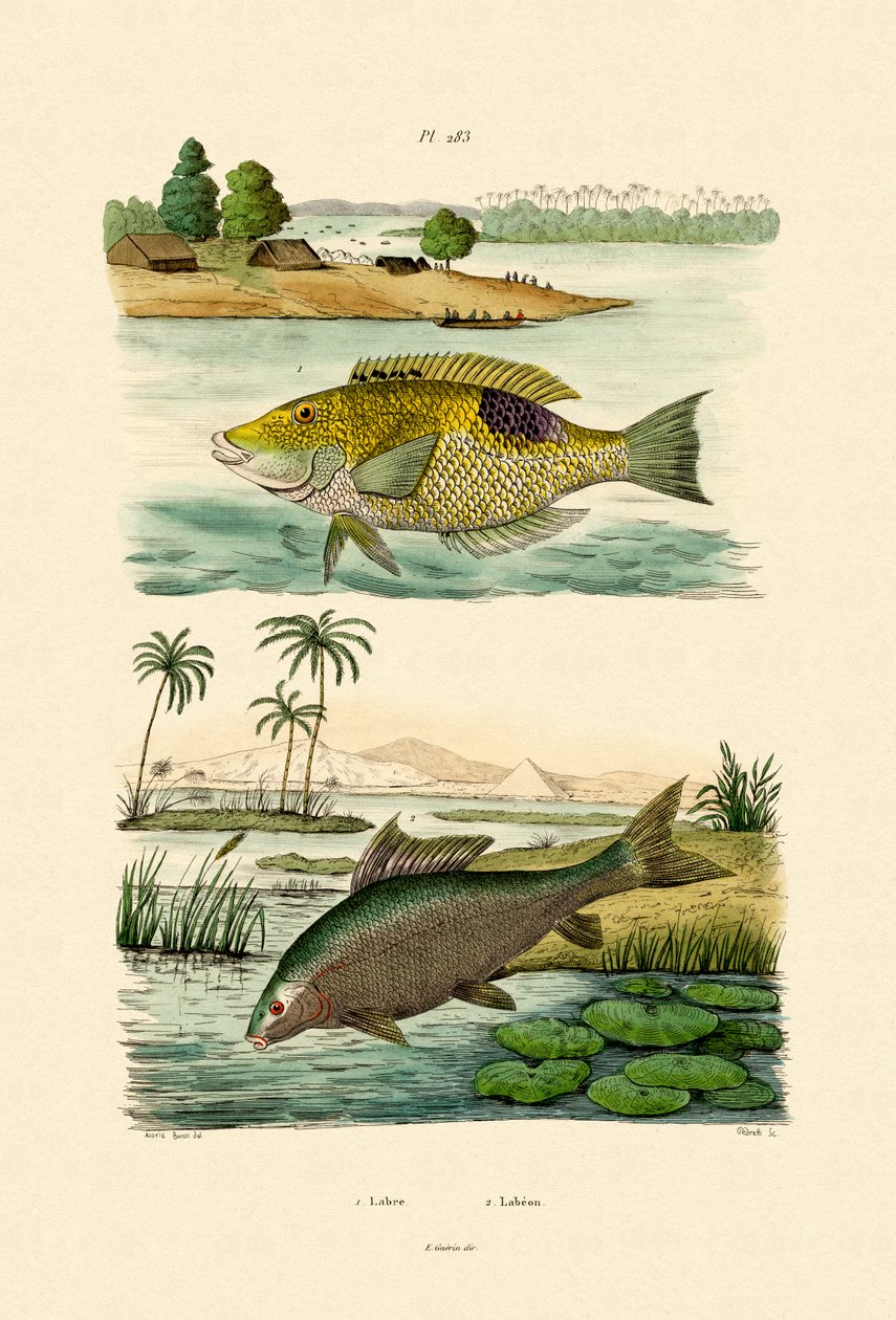 Wrasse ، 1833-1839 بواسطة المدرسة الفرنسية