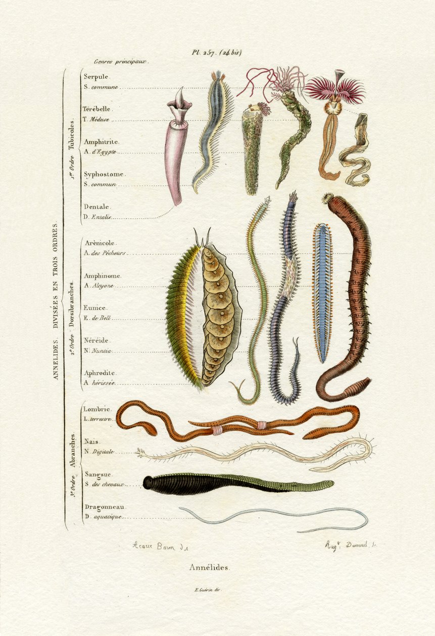 Annelids ، 1833-1839 بواسطة المدرسة الفرنسية
