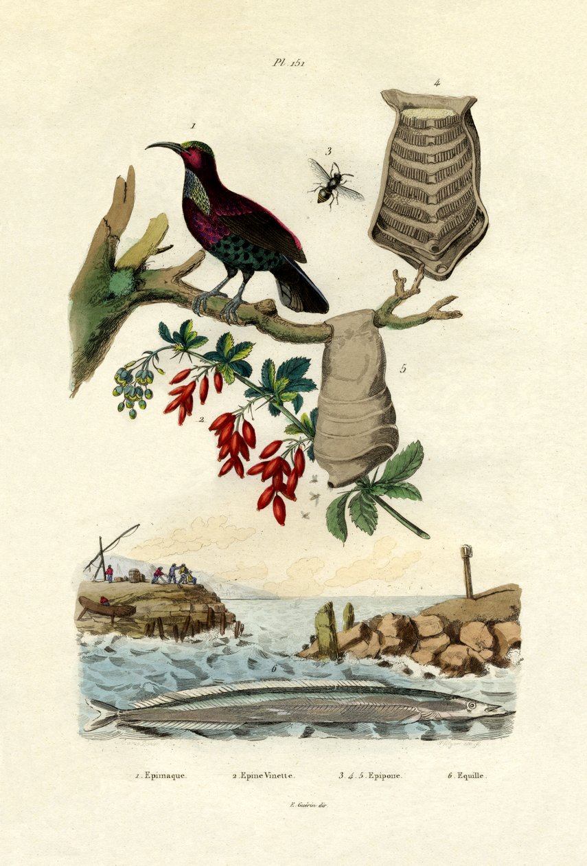 طائر الجنة ، 1833-1839 بواسطة المدرسة الفرنسية