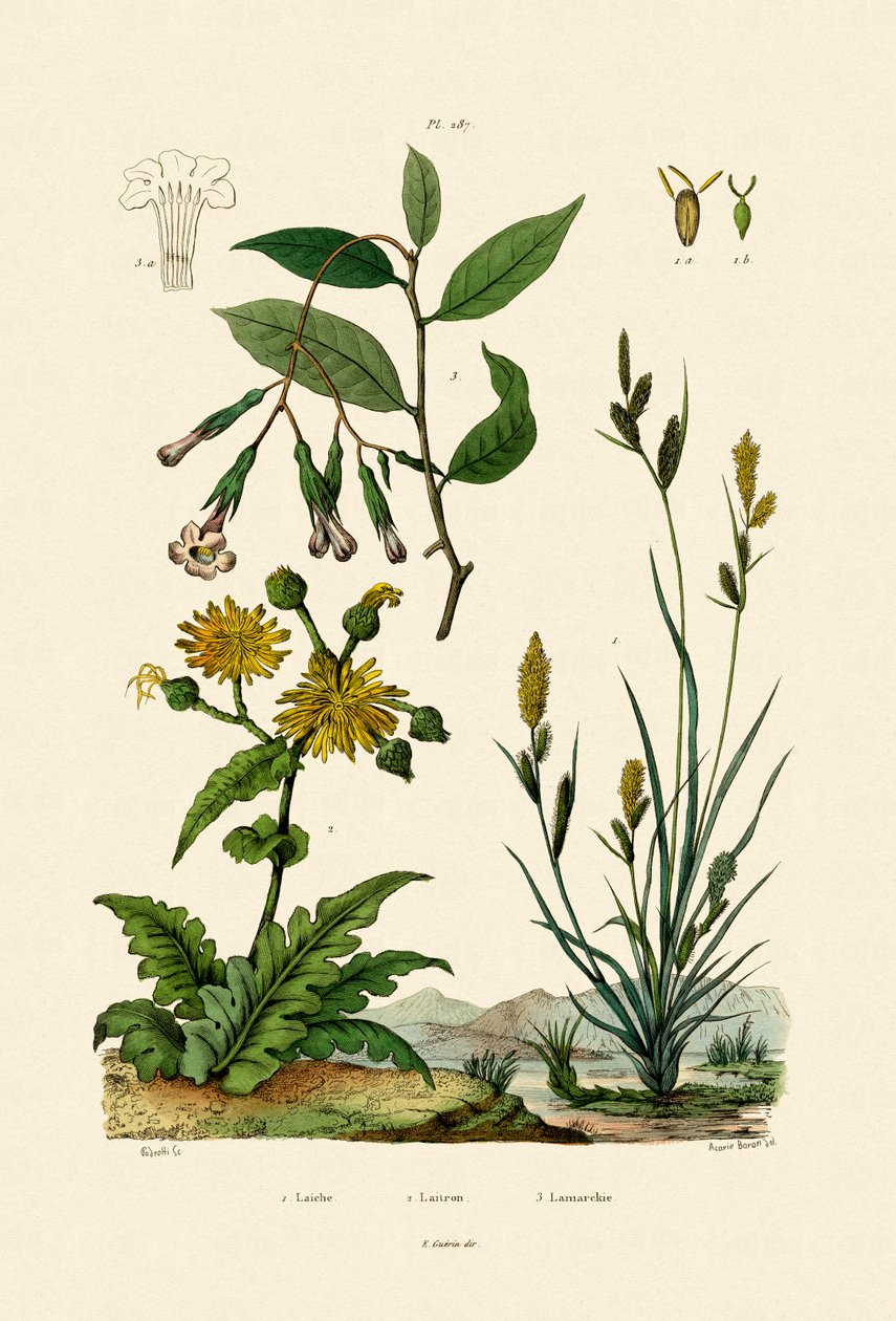 Carex ، 1833-1839 بواسطة المدرسة الفرنسية