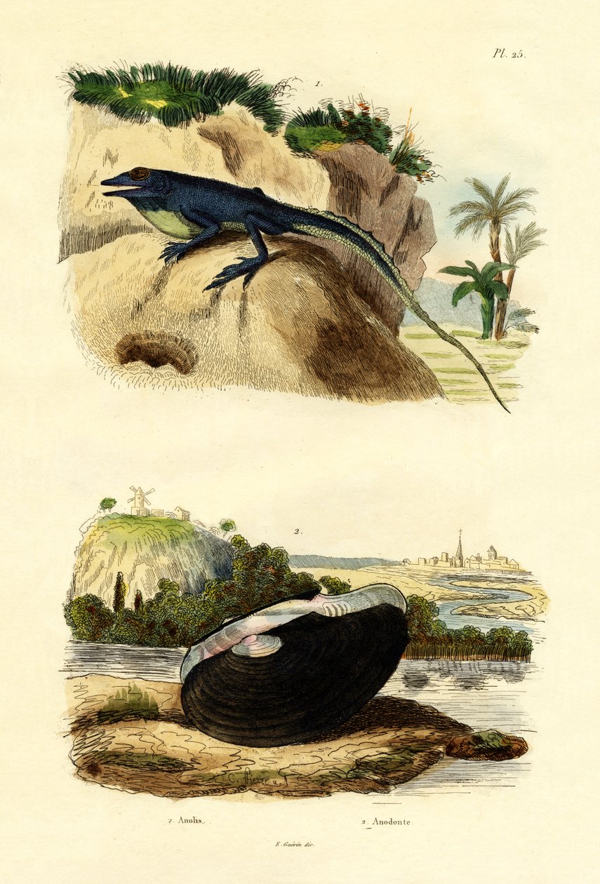 جرين أنول ، 1833-1839 بواسطة المدرسة الفرنسية