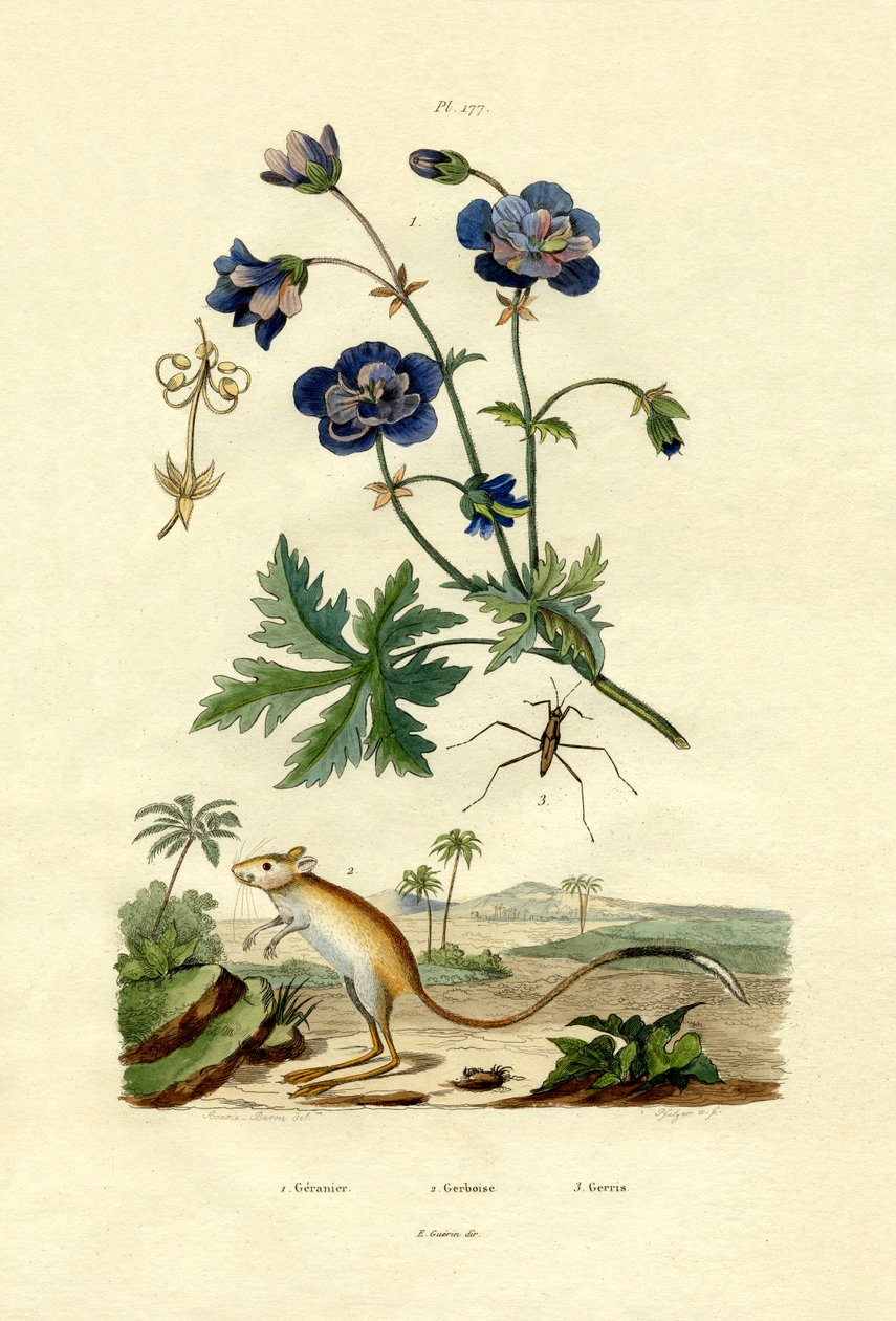 جربوع ، 1833-1839 بواسطة المدرسة الفرنسية