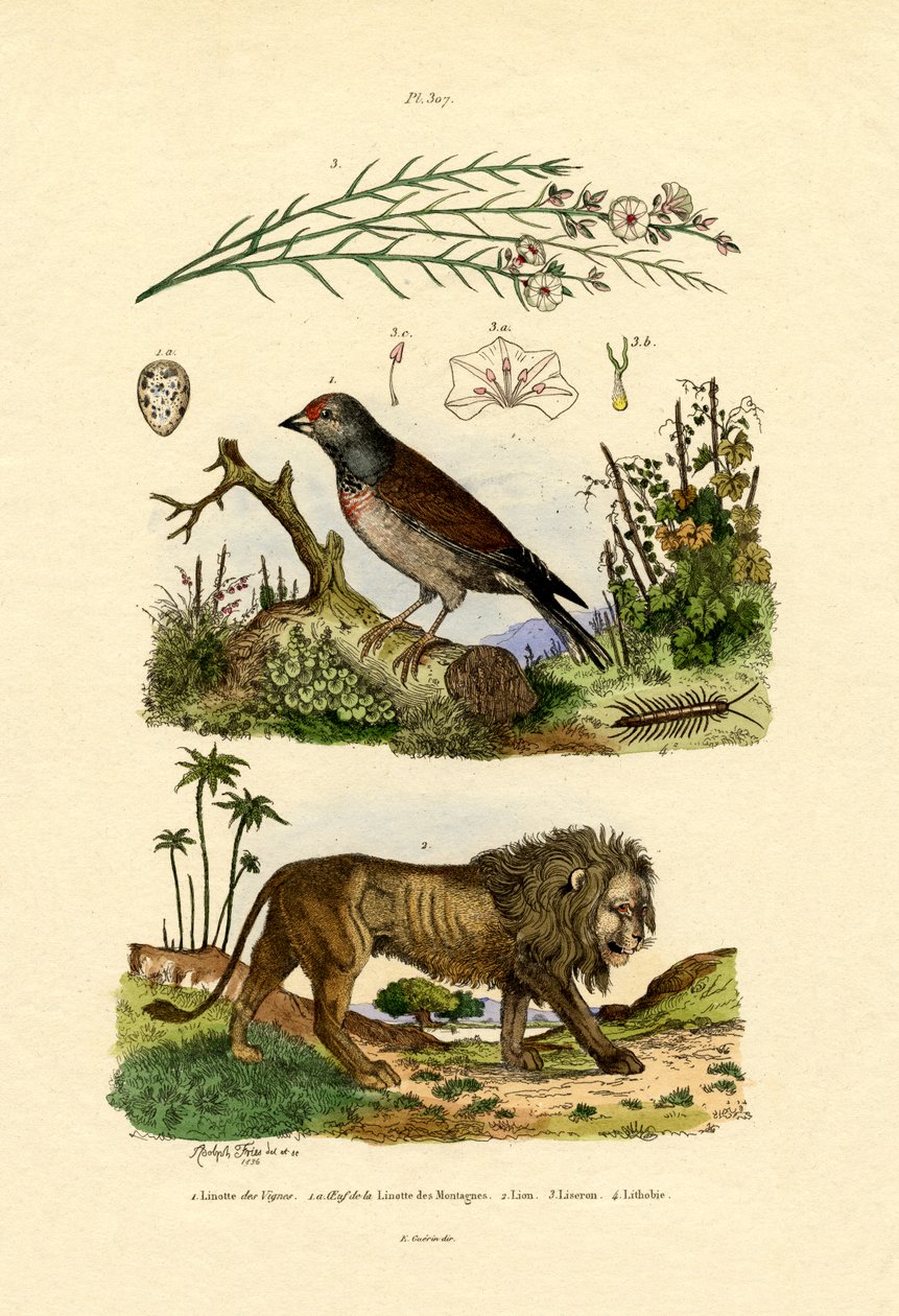لينيت ، 1833-1839 بواسطة المدرسة الفرنسية