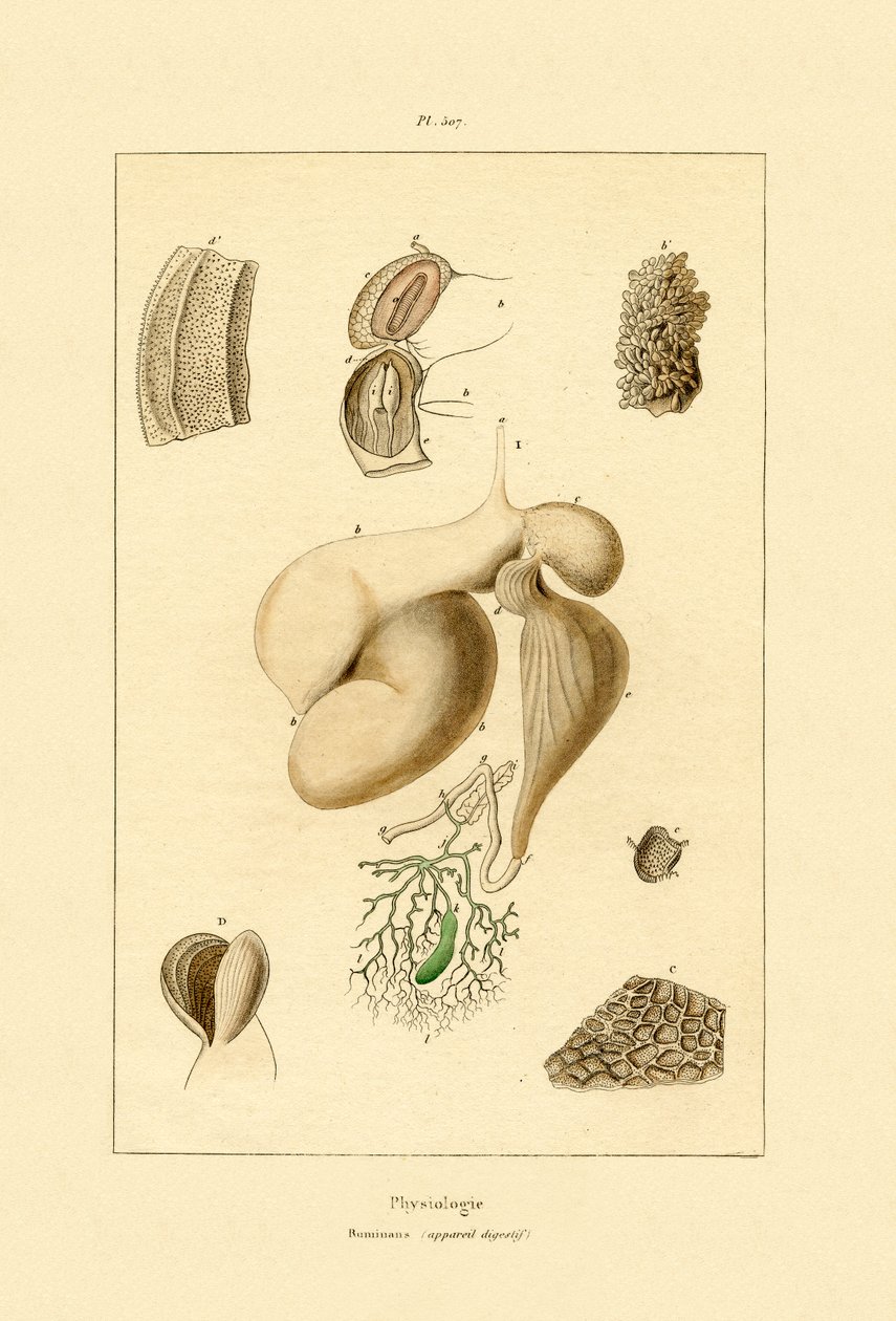 المعدة ، 1833-1839 بواسطة المدرسة الفرنسية