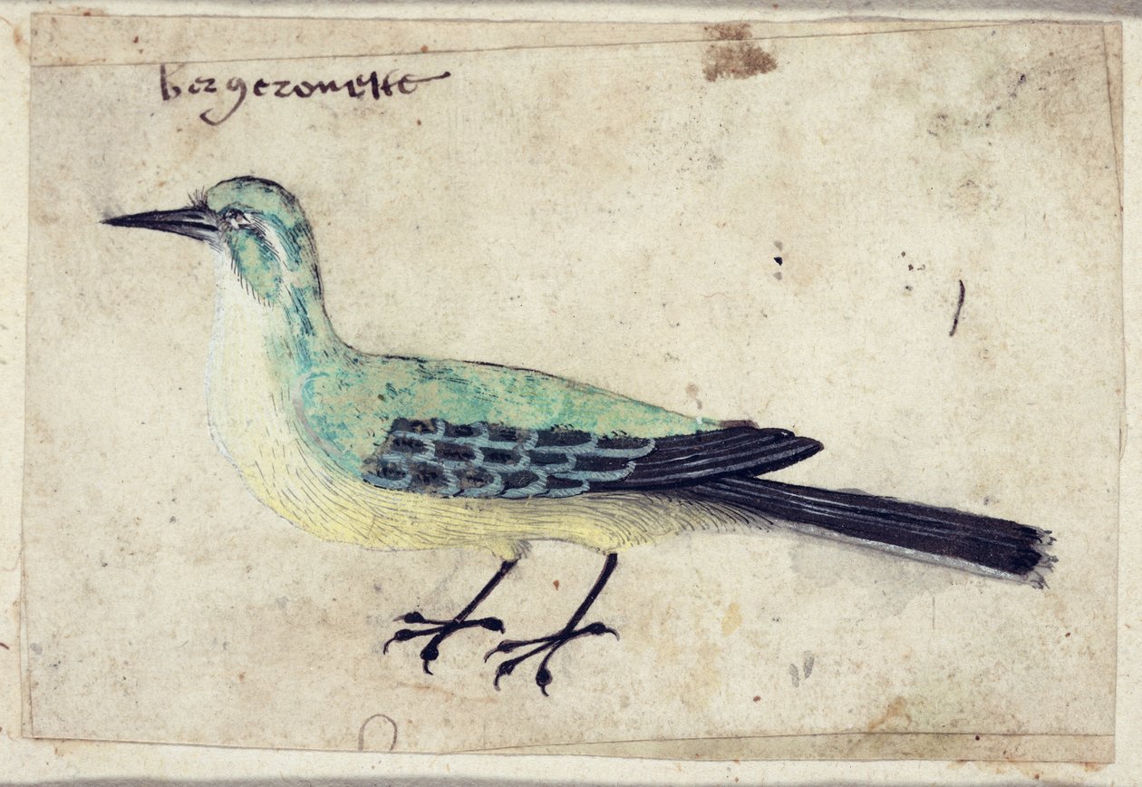 دراسة طائر ، ج .1620 بواسطة المدرسة الفرنسية