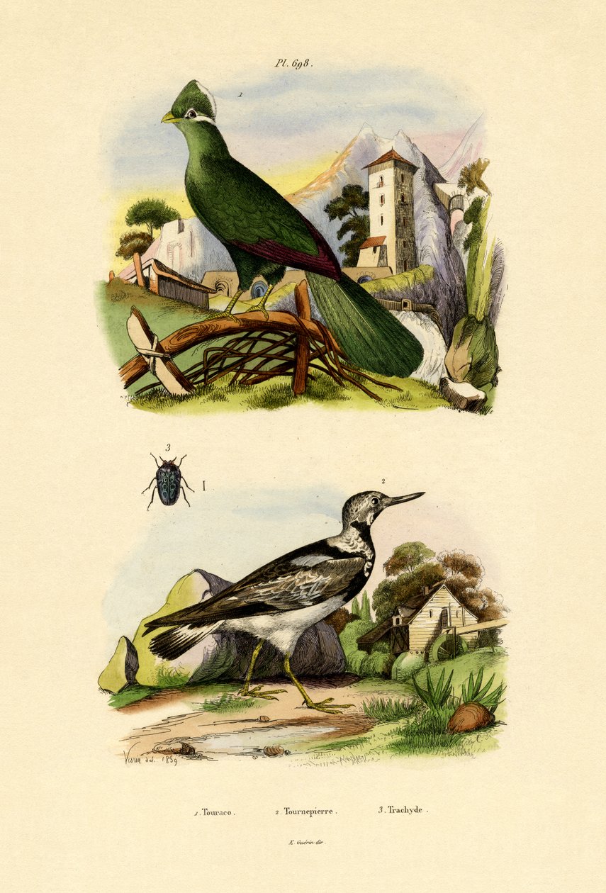 Turaco ، 1833-1839 بواسطة المدرسة الفرنسية