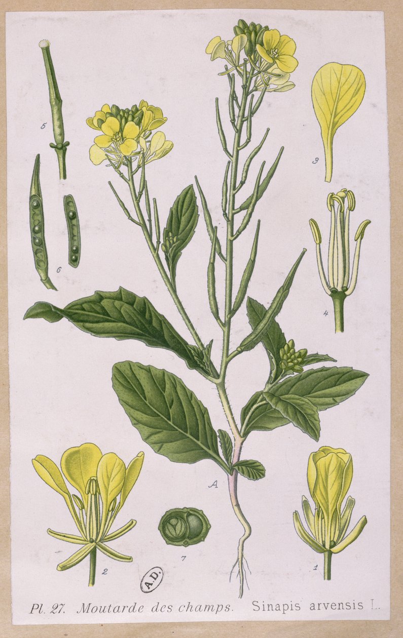 الخردل البري (Sinapis Arvensis) بواسطة المدرسة الفرنسية