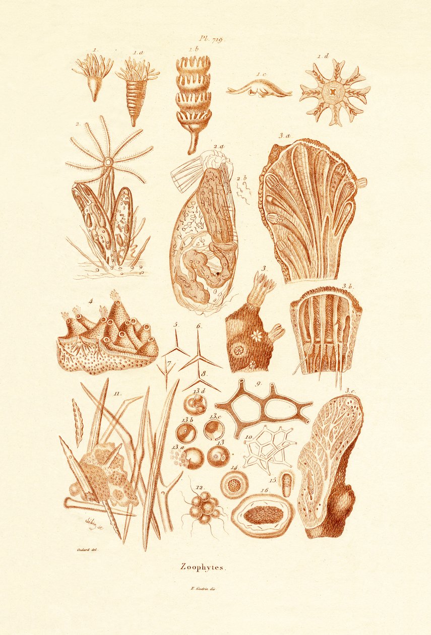 Zoophytes ، 1833-1839 بواسطة المدرسة الفرنسية
