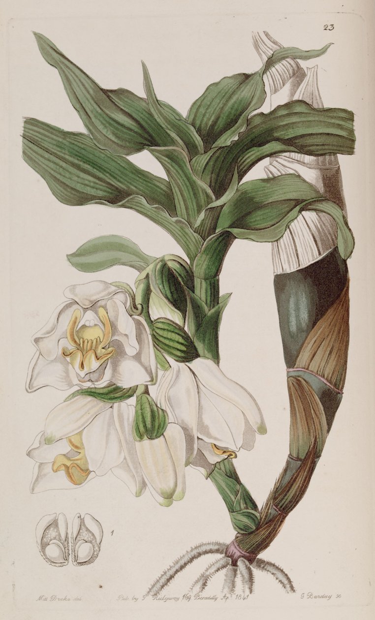 bractescens الغسل بواسطة واتس