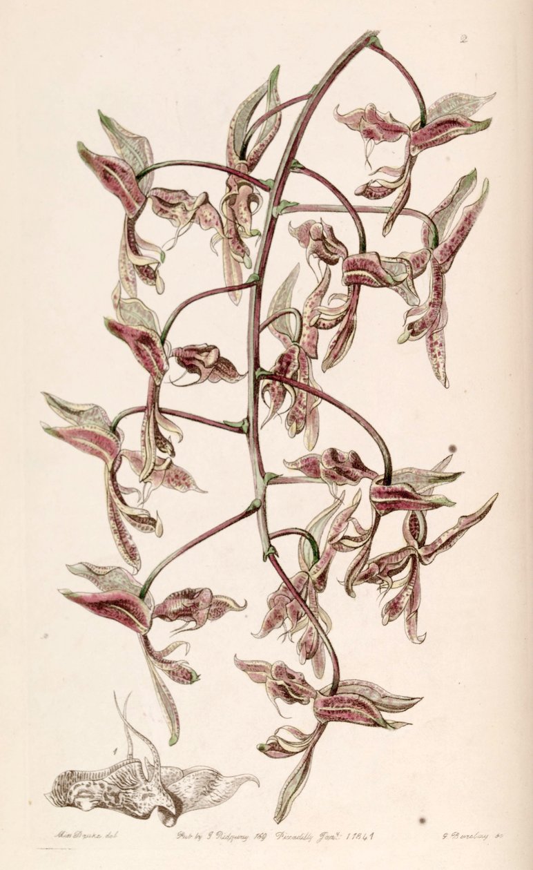 Gongora بوفونيا بواسطة واتس