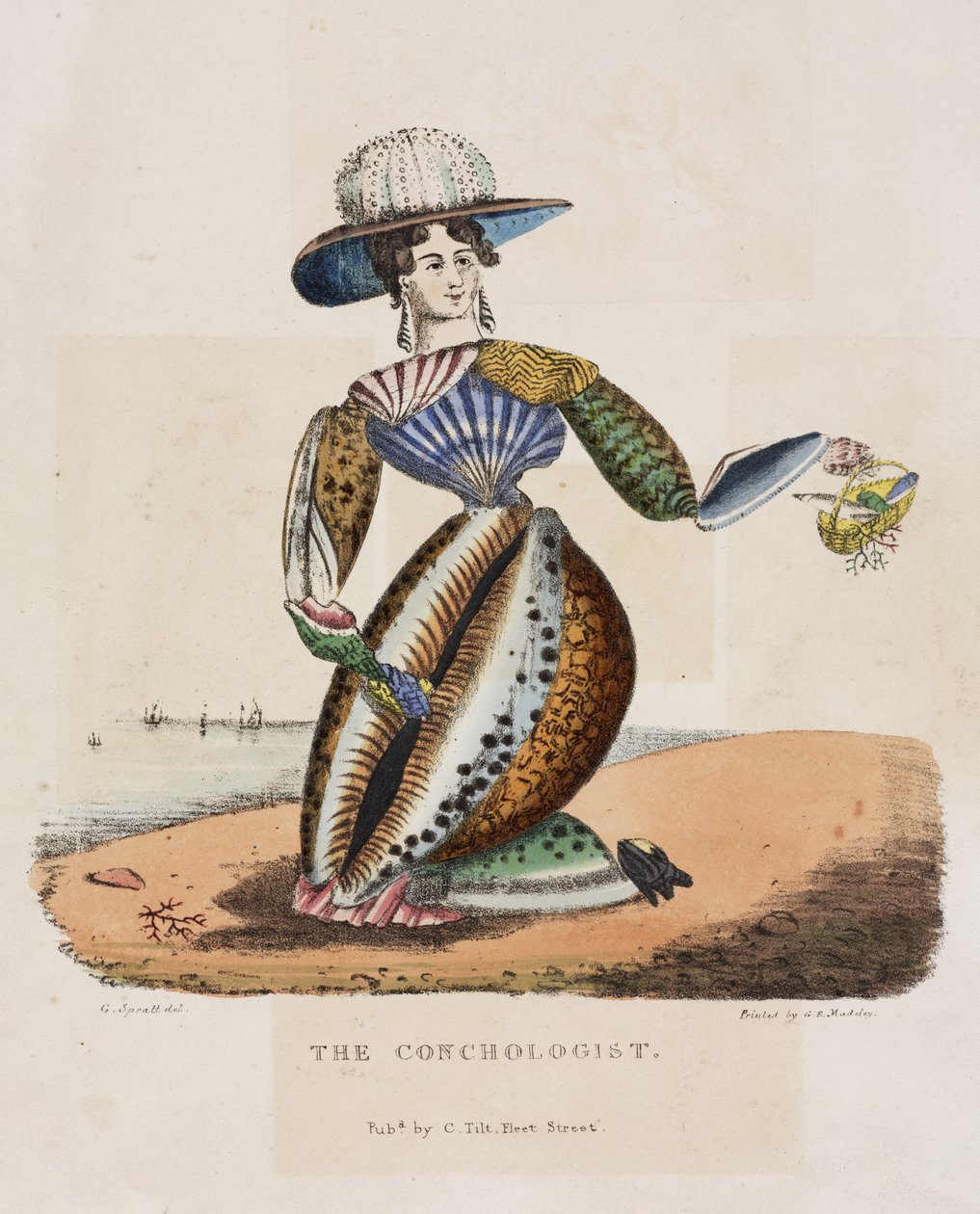 عالم الأصداف ، c.1831 بواسطة ج. سبرات