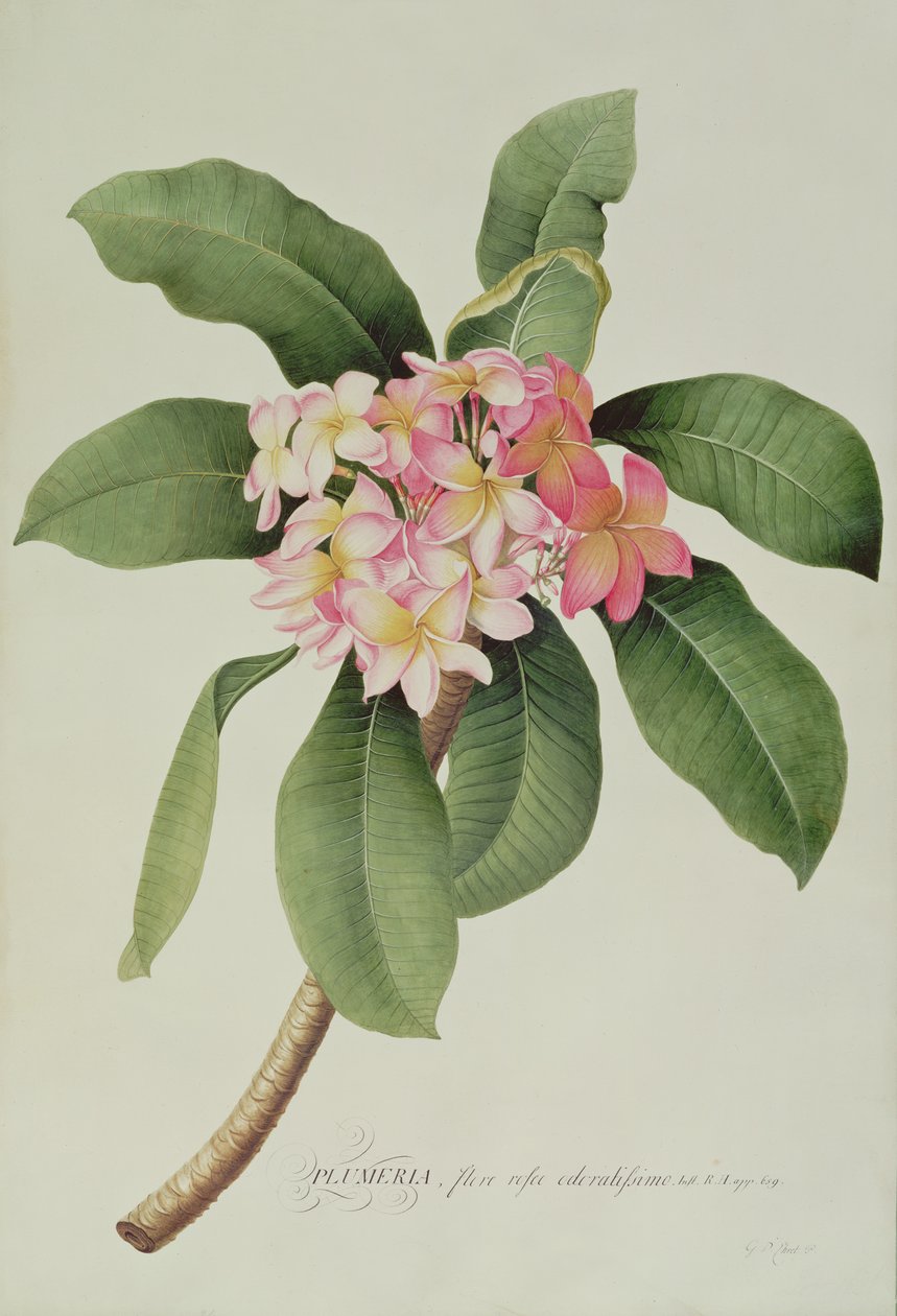 Plumeria بواسطة جورج ديونيسيوس إهريت