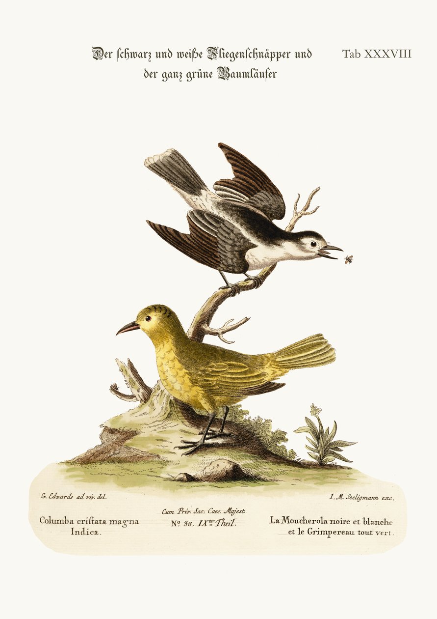The Black and White Flycatcher ، و All-green Creeper ، 1749-73 بواسطة جورج إدواردز