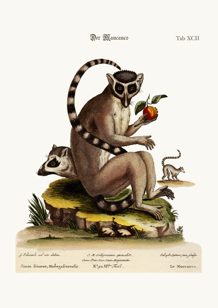 Maucauco ، 1749-1773 بواسطة جورج إدواردز