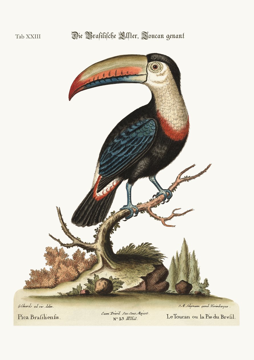 الطوقان أو الصبغة البرازيلية ، 1749-1773 بواسطة جورج إدواردز